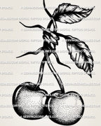 Cherry tattoo outline design with shaded fruit, leafy stems, and gothic barbed wire knot