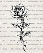 Barbed wire rose tattoo stencil with shaded rose head, twisted wire stem, leaves, and sharp barbs
