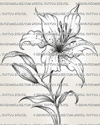 Close view of lily flower tattoo stencil showing petal texture, dot shading, curved leaves, and printable black linework