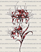 Red spider lily tattoo stencil with curled petals, long stamens, flowing stem, red flower preview, and printable stencil files