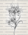 Spider lily tattoo stencil with two open blooms, long curved stamens, flowing stem, leaf detail, and soft dot shading 