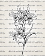 Spider lily tattoo stencil with two open blooms, long curved stamens, flowing stem, leaf detail, and soft dot shading 