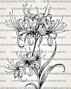 Close view of spider lily tattoo stencil showing curved stamens, petal texture, soft shading, and black floral linework