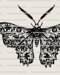 Lace moth tattoo stencil download, ornamental moth with patterned lace wing fill, clean silhouette for stencil printing, PNG JPG PDF files.