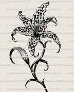 Leopard print lily tattoo stencil design, lily bloom outline with leopard rosette fill inside petals, instant download PNG JPEG PDF for stencil printing.