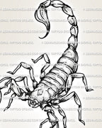 Close view of a scorpion tattoo design showing segmented body plates, sharp claws, curved stinger, and clean black linework