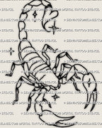 Simple scorpion tattoo outline with tiny stars, open claws, curved tail, and a soft feminine stencil shape